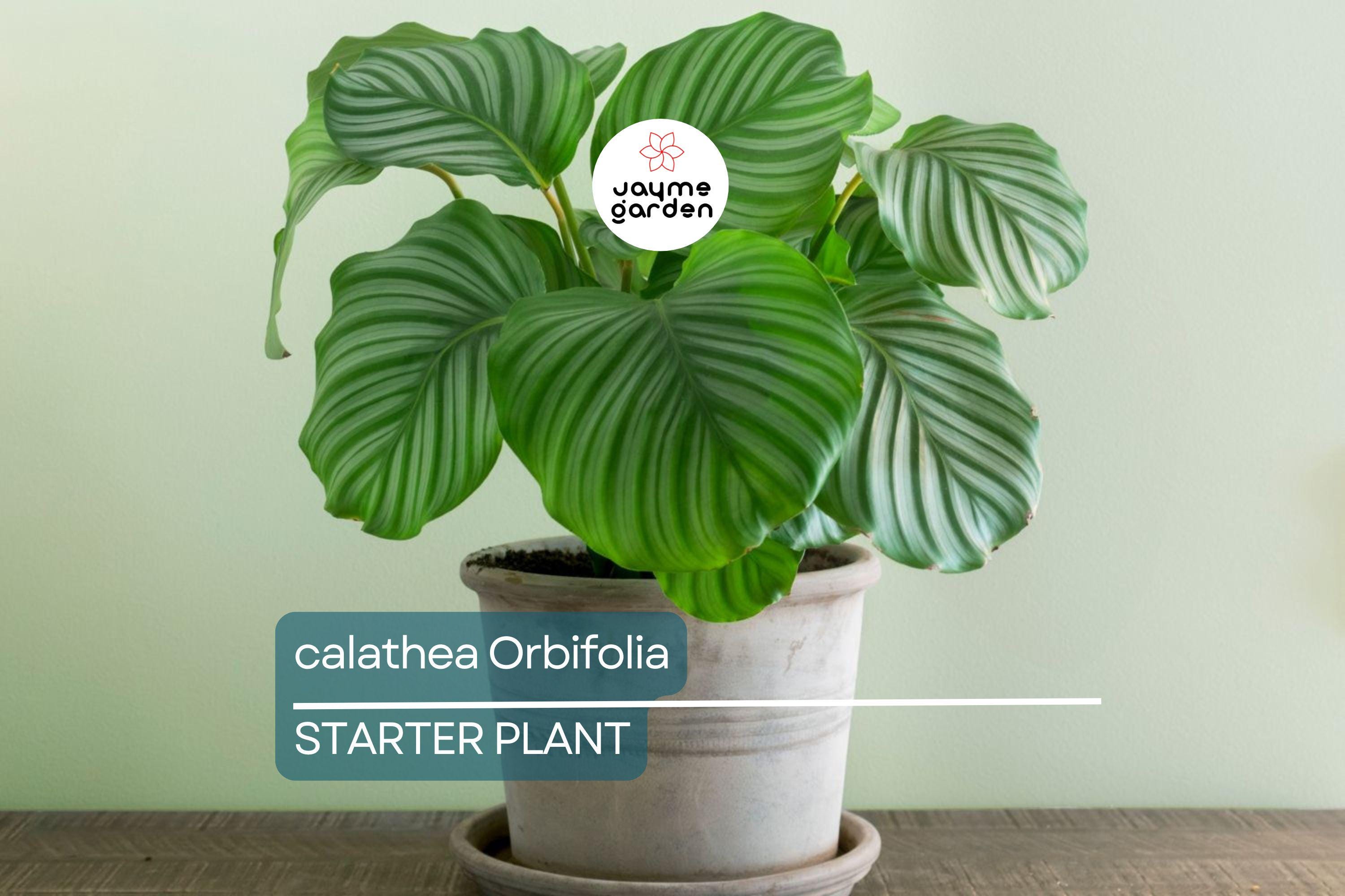 Calathea Orbifolia Seedling – 4-8” Tropical Starter Plant, Ornamental Indoor Houseplant with Striking Silvery-Green Foliage