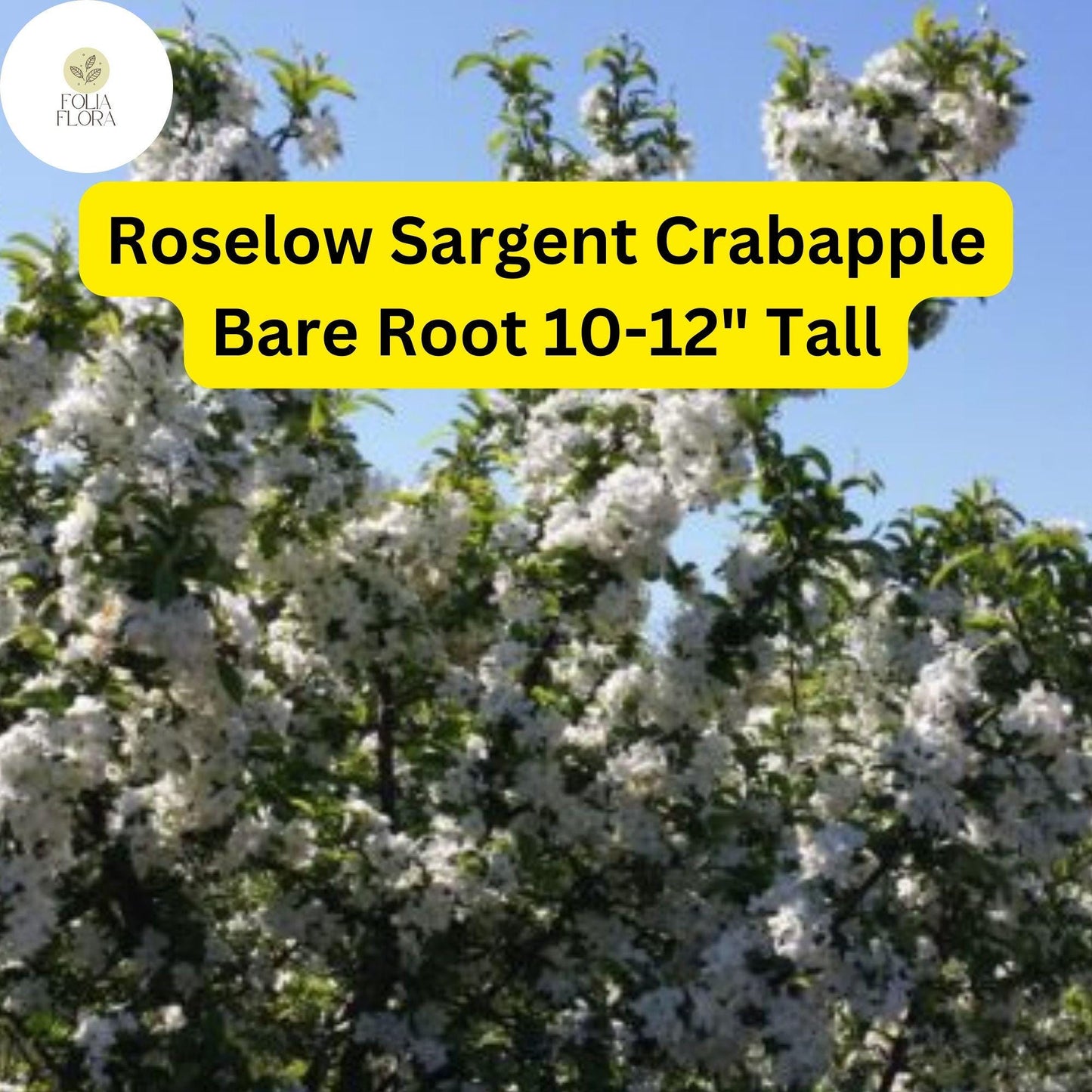 1 Roselow Sargent Crabapple Tree (Malus sargentii) Live Bare Root Plant 10-12"