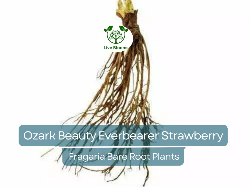 10 Ozark Beauty Everbearer Strawberry Bare Root Plants - Fragaria × ananassa - Sweet, Hardy, Heirloom Fruit Garden Starter