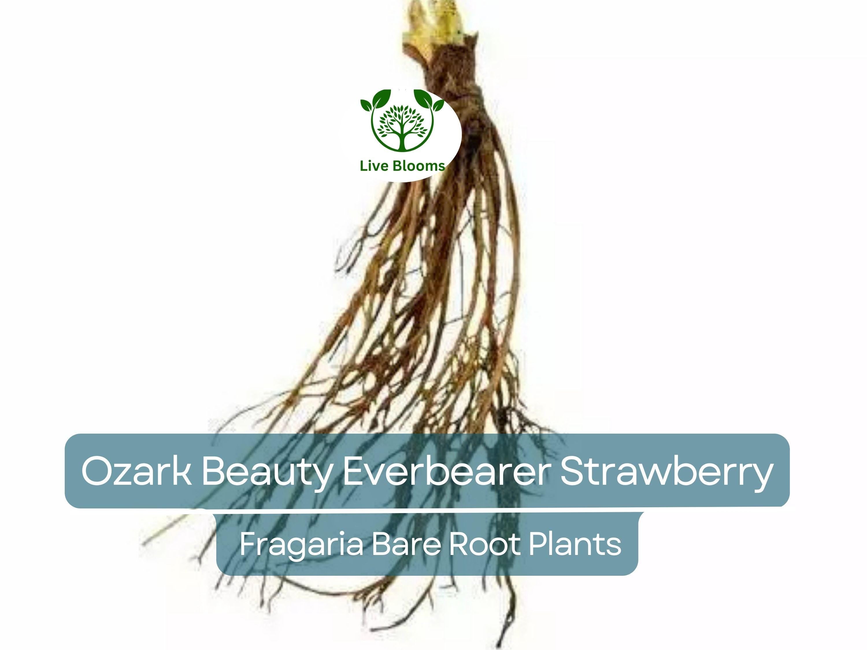 10 Ozark Beauty Everbearer Strawberry Bare Root Plants - Fragaria × ananassa - Sweet, Hardy, Heirloom Fruit Garden Starter