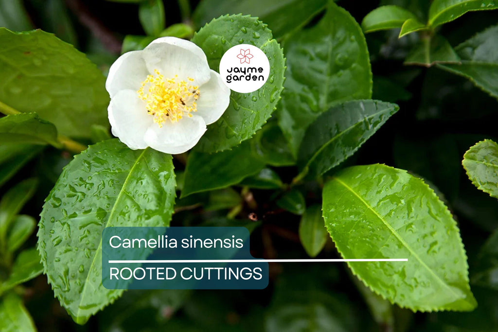 Live Camellia Sinensis Tea Plant – 8-10” Tall, Grow Your Own Tea – Zones 6-10