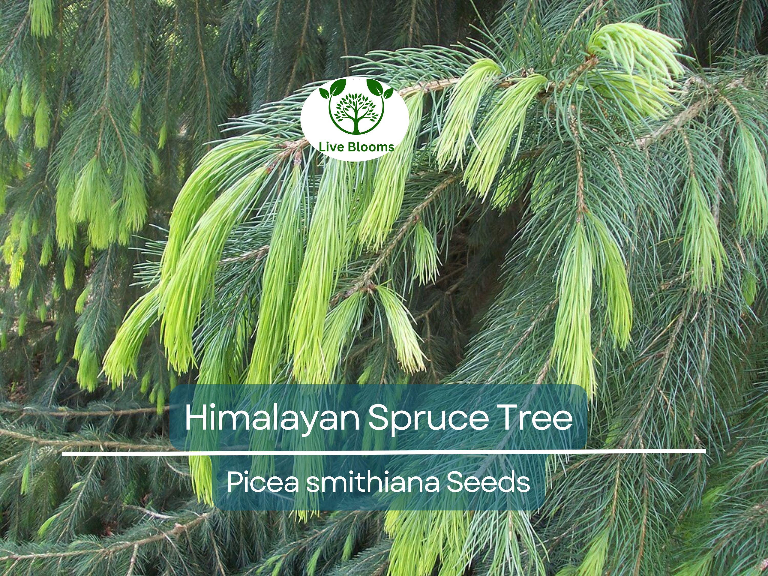 20 Himalayan Spruce Tree Seeds | Picea smithiana | Giant Tall Conifer | Morinda | Fast-Growing Evergreen Tree | Hardy, Large Tree for Garden