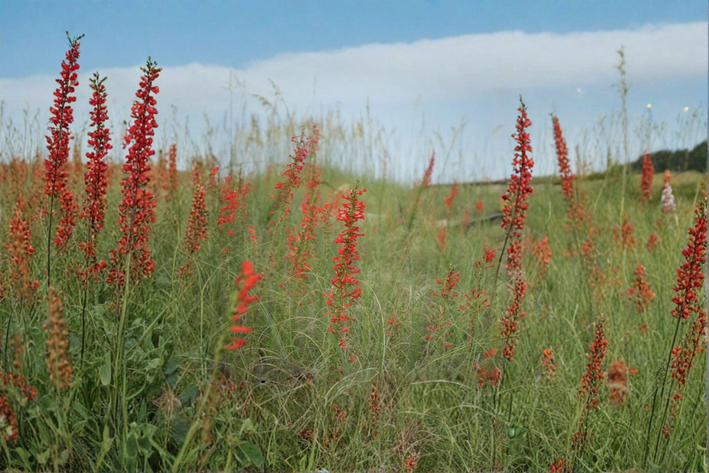 Standing Cypress – Ipomopsis rubra 100 Seeds | Native Biennial | Brilliant Red Spikes | Hummingbird Favorite