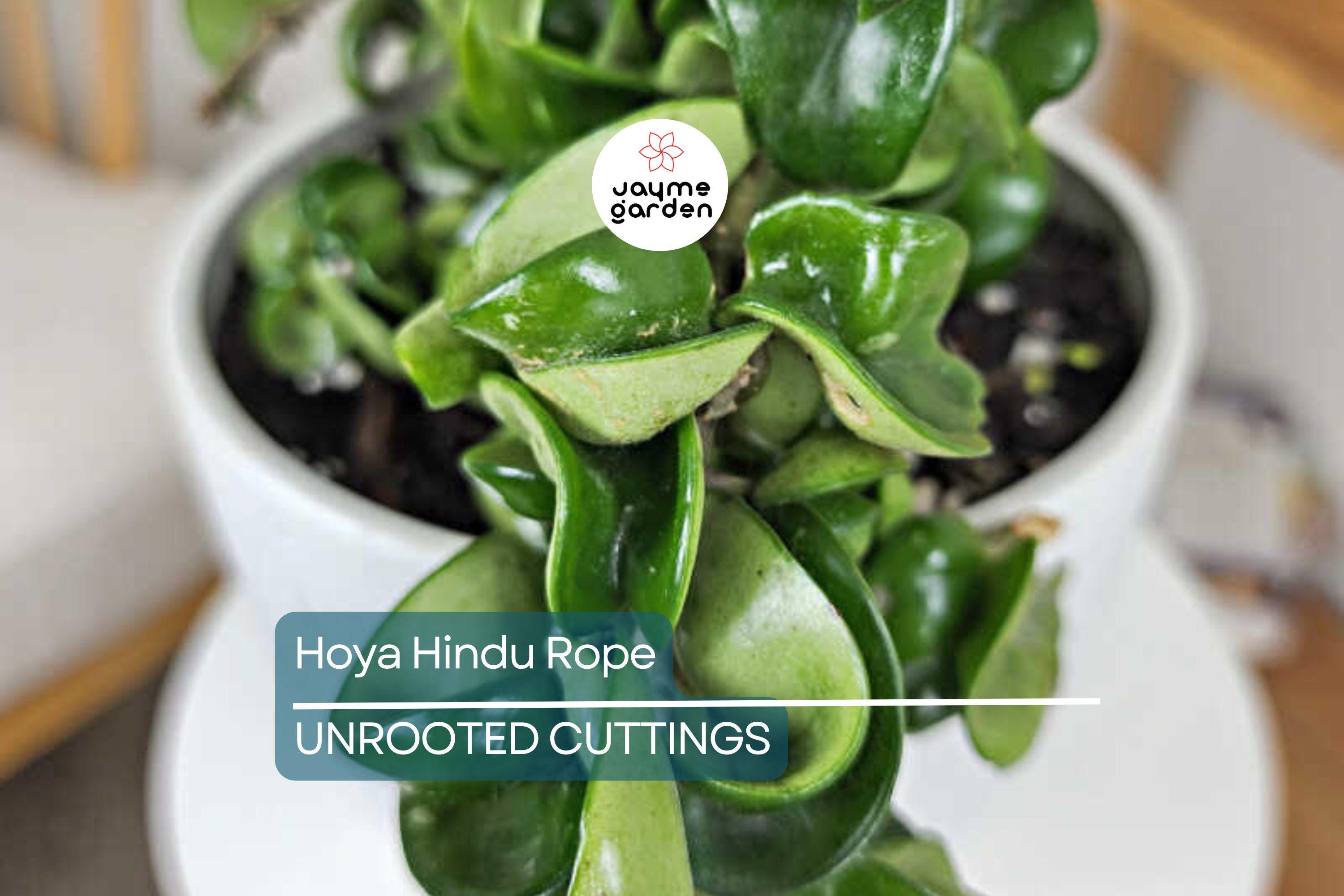 Hoya Hindu Rope Plant Cuttings | Unrooted 4-Inch Cuttings | Unique Indoor Plant | Easy Care | Lush Green Foliage