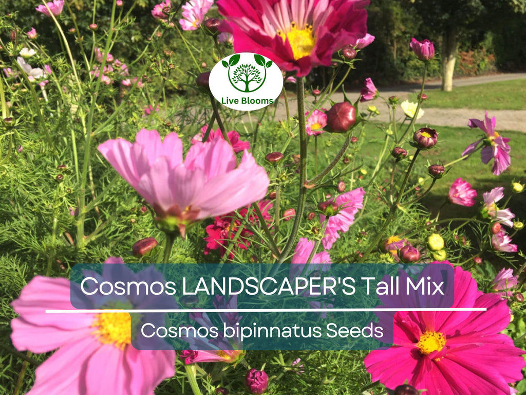 500 Seeds Cosmos bipinnatus Tall Mix – Landscaper’s Bulk Pack – Non-GMO Wildflower Blend – Easy Annual Cut Flowers for Pollinators