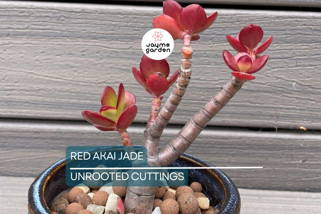 Rare Red Akai Jade Succulent Crassula Ovata Cutting - 5-6" Unrooted, Unique Color, Great for Propagation