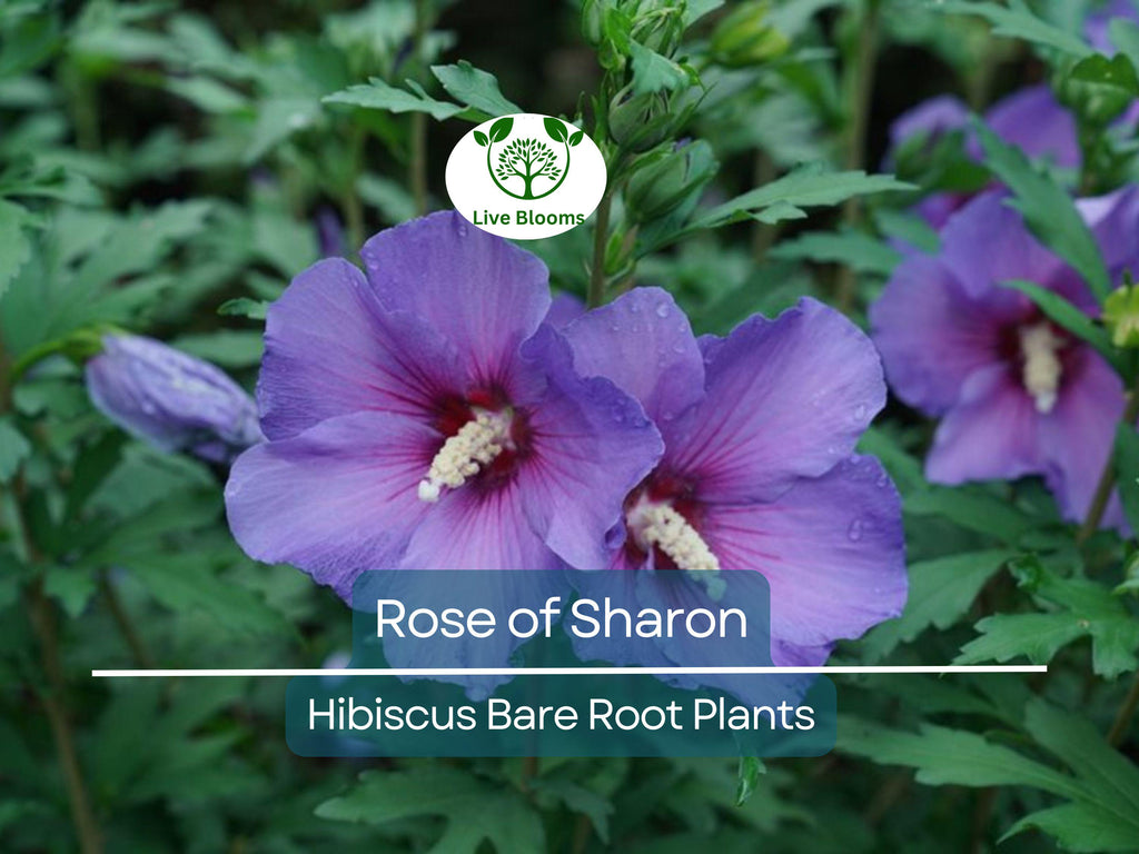 2 Rose of Sharon Plants – Hibiscus syriacus 10–18" Tall Bare Root Shrubs, Hardy Flowering Bushes for Garden, Hummingbird Friendly