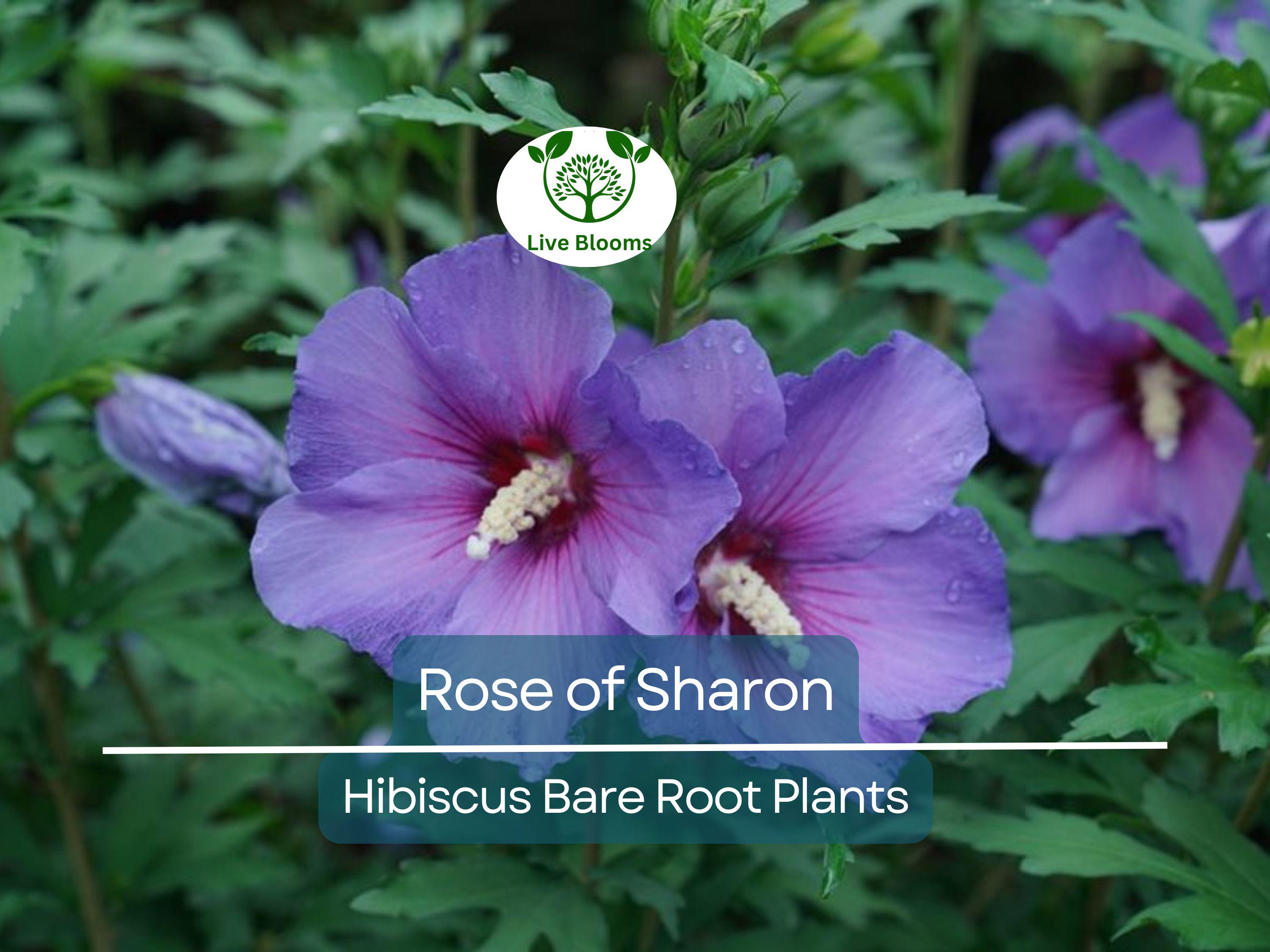 2 Rose of Sharon Plants – Hibiscus syriacus 10–18" Tall Bare Root Shrubs, Hardy Flowering Bushes for Garden, Hummingbird Friendly