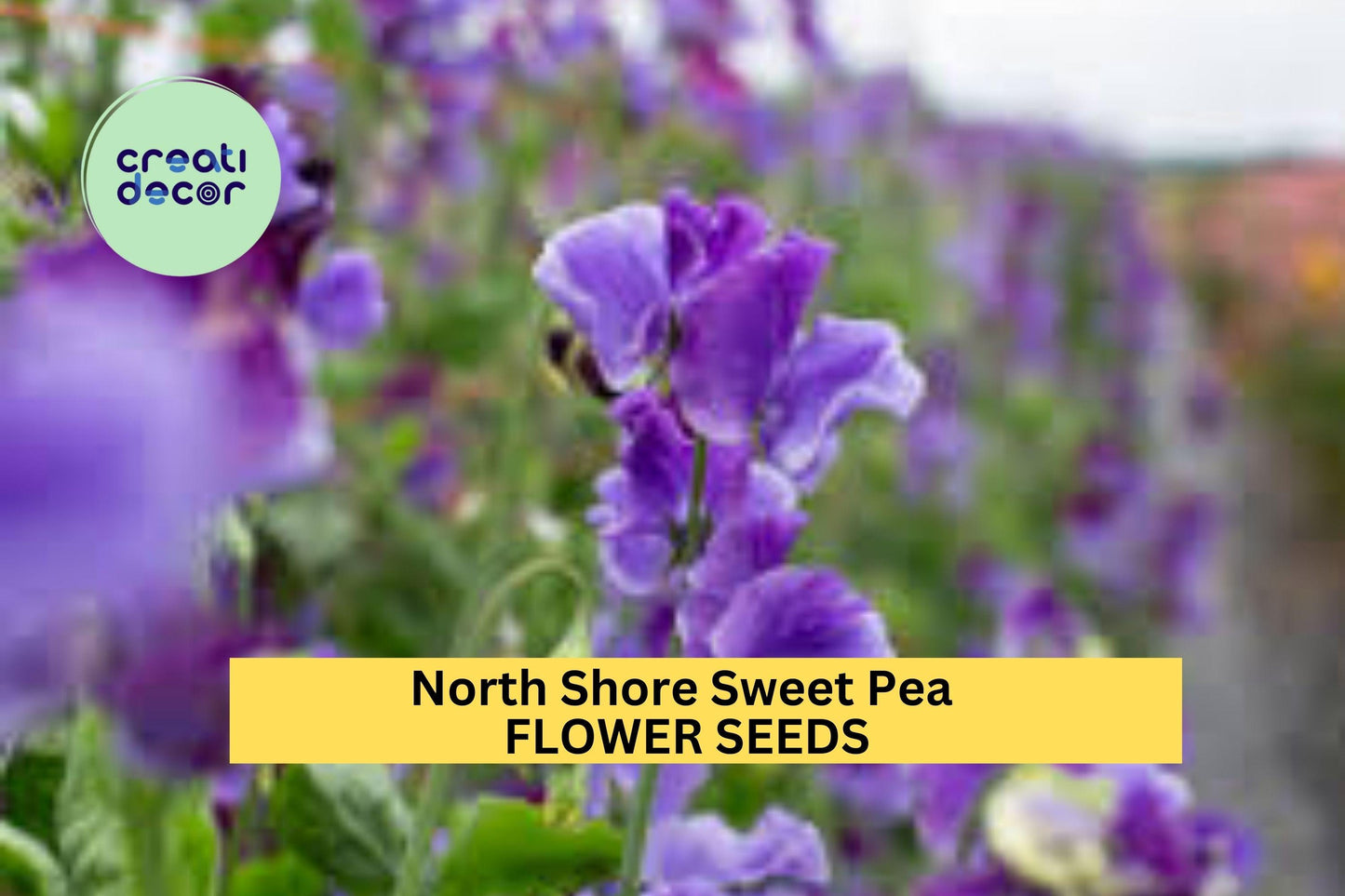 50+ North Shore Sweet Pea Seeds – Rich Violet Fragrant Blooms for Garden Planting, Climbing Vines for Trellises & Bouquets – USA