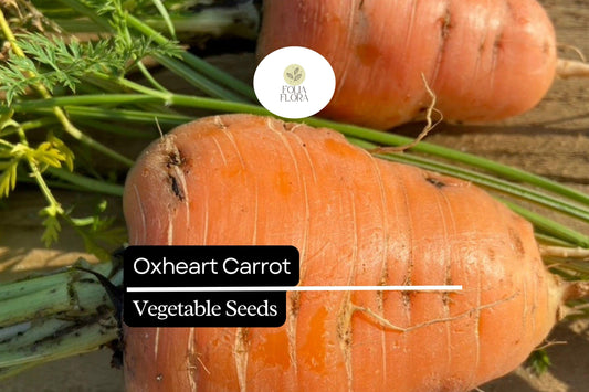 1000+ Oxheart Carrot Seeds – Heirloom, Short & Thick, Sweet and Tender
