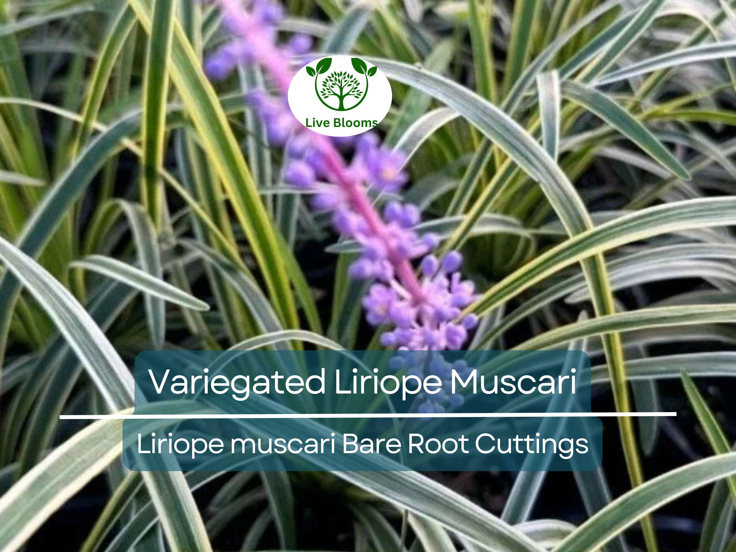 2 Variegated Liriope Muscari – Bare Root Cuttings – Monkey Grass Groundcover – Striped Foliage & Purple Spikes