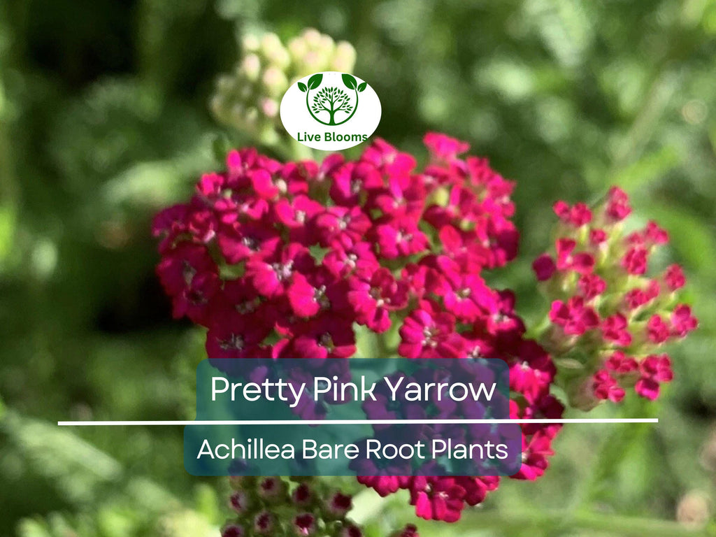 1 Pretty Pink Yarrow Live Plant - Achillea Millefolium Bare Root Perennial - Drought Tolerant Pollinator Garden Flower