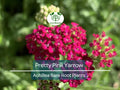 1 Pretty Pink Yarrow Live Plant - Achillea Millefolium Bare Root Perennial - Drought Tolerant Pollinator Garden Flower