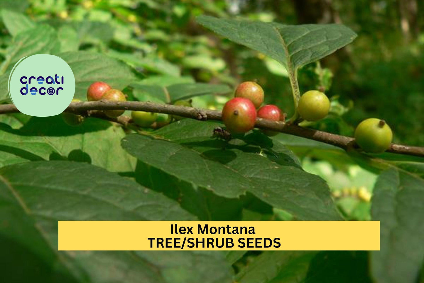 25 SEEDS Ilex montana Seeds – Mountain Holly Shrub for Woodland Gardens, Natural Hedges, or Native Landscaping Seeds for Planting