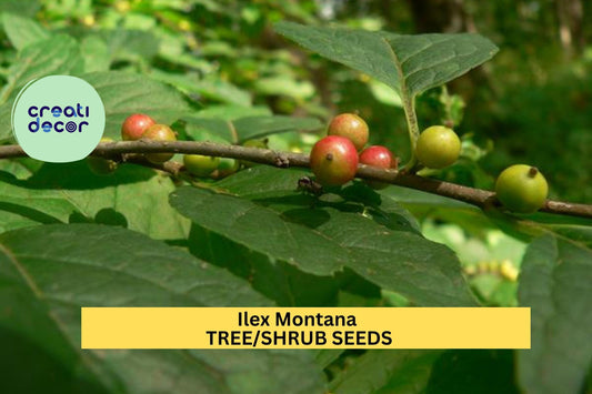 25 SEEDS Ilex montana Seeds – Mountain Holly Shrub for Woodland Gardens, Natural Hedges, or Native Landscaping Seeds for Planting