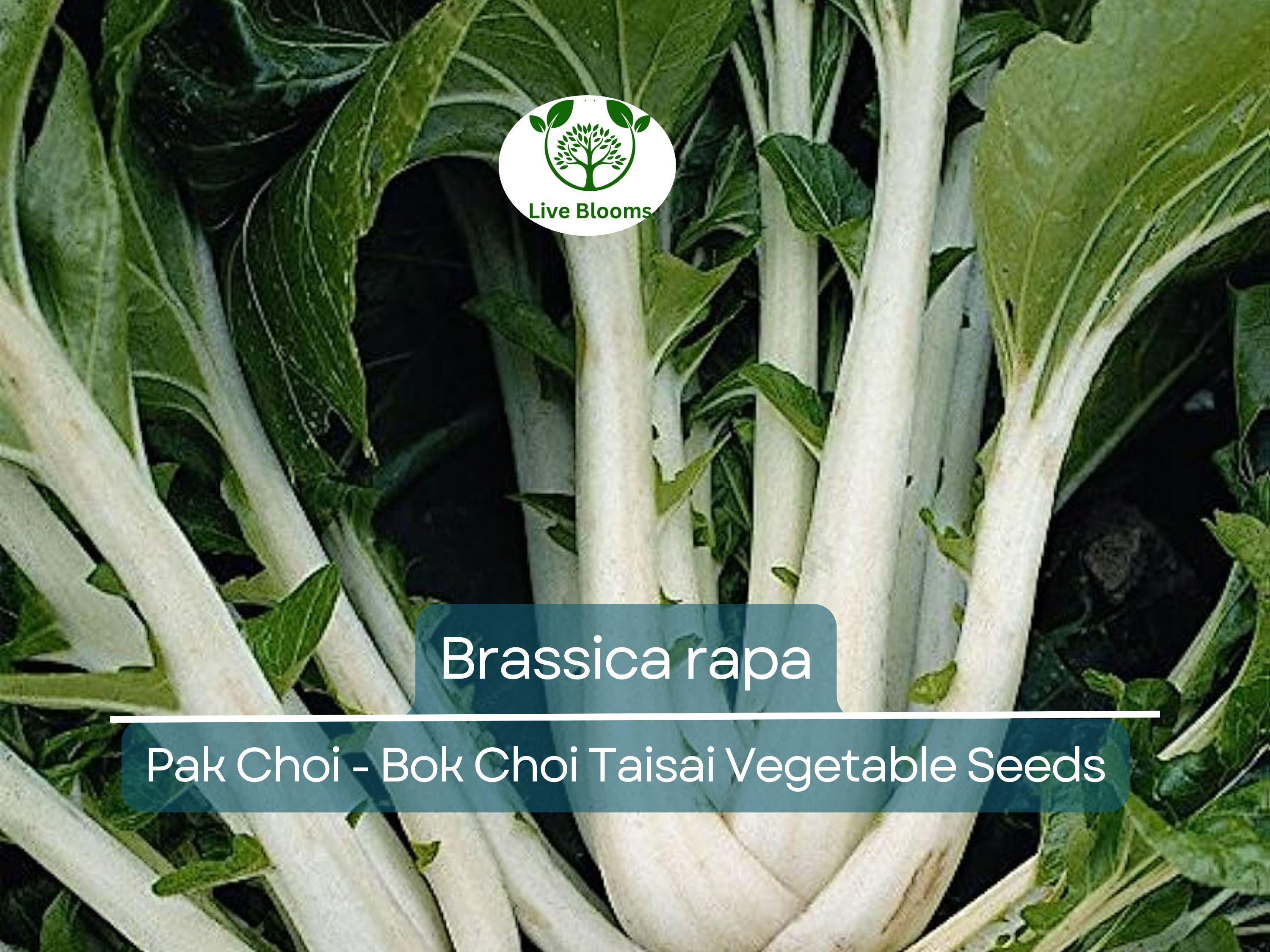 350 Pak Choi Bok Choi Taisai Seeds - Brassica rapa | Heirloom Asian Green for Planting, Gardening & Fresh Culinary Use