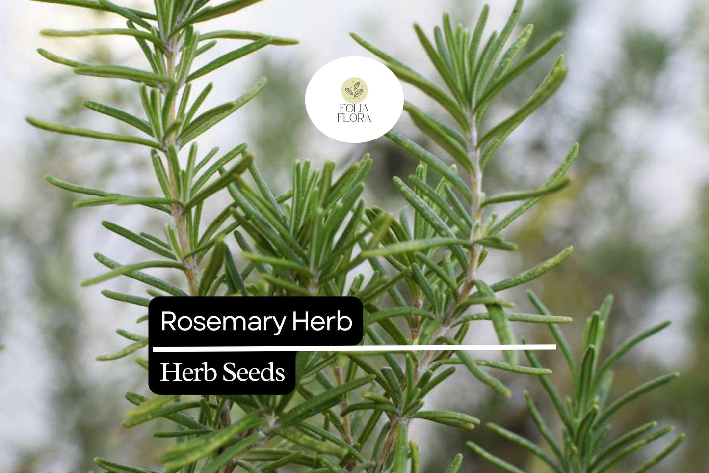 100 Seeds Rosemary (Salvia rosmarinus) – Aromatic Herb for Culinary and Ornamental Gardens