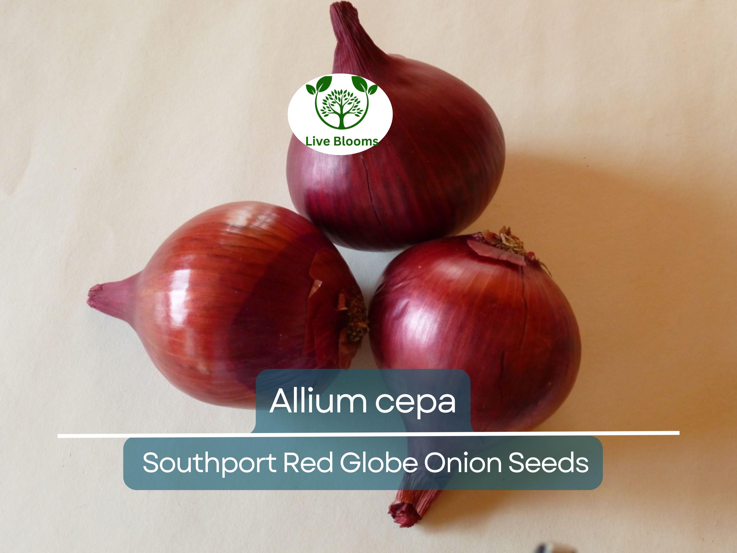 250 mg Seeds Onion Southport Red Globe – Allium cepa | Heirloom Red Onion Seeds for Planting, Gardening & Flavorful Culinary Use