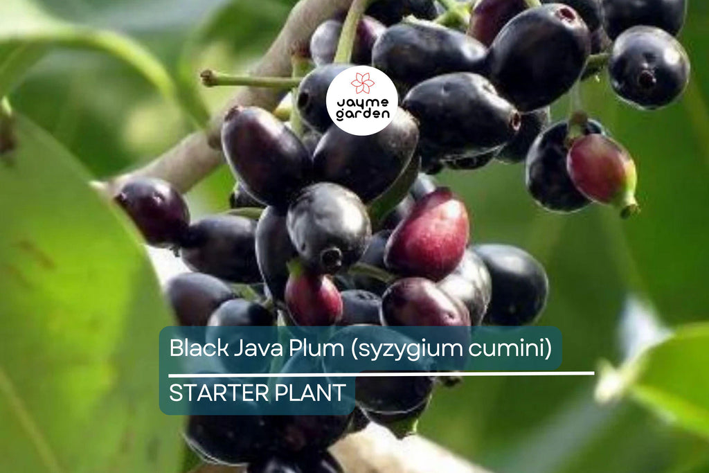 Black Java Plum (Syzygium cumini) – 12” Live Fruit Tree, Indian Jamun Plant