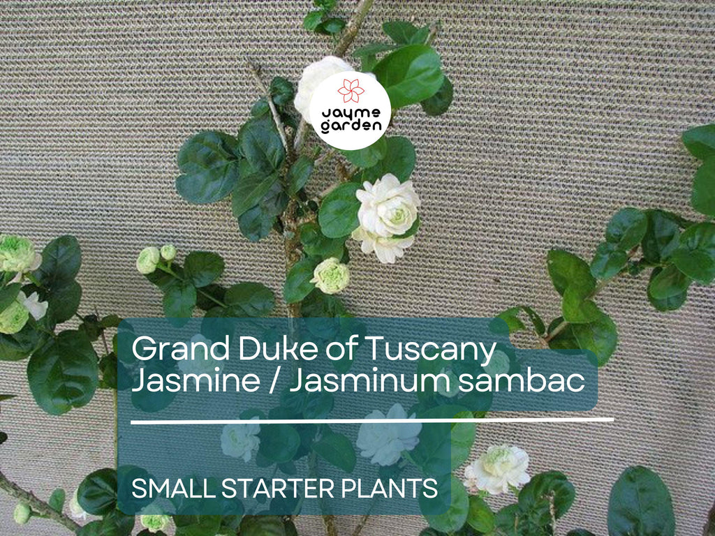 1 Starter Plant of Grand Duke of Tuscany Jasmine  - Live Bare Root, 2-5 Inches Tall - Super Fragrant Flowers for Indoor or Outdoor Gardens