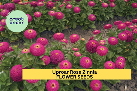 100+ Uproar Rose Zinnia Seeds – Vibrant Rose-Pink Blooms for Garden Planting, Long-Lasting Cut Flowers for Beds & Borders – USA