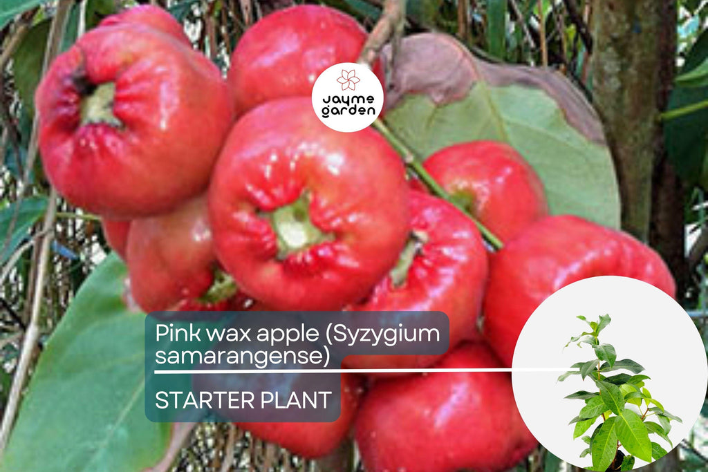 Pink Wax Apple Tree (Syzygium samarangense) Live Fruit Plant 1’-2’ Tall | Sweet Tropical Fruit Seedling