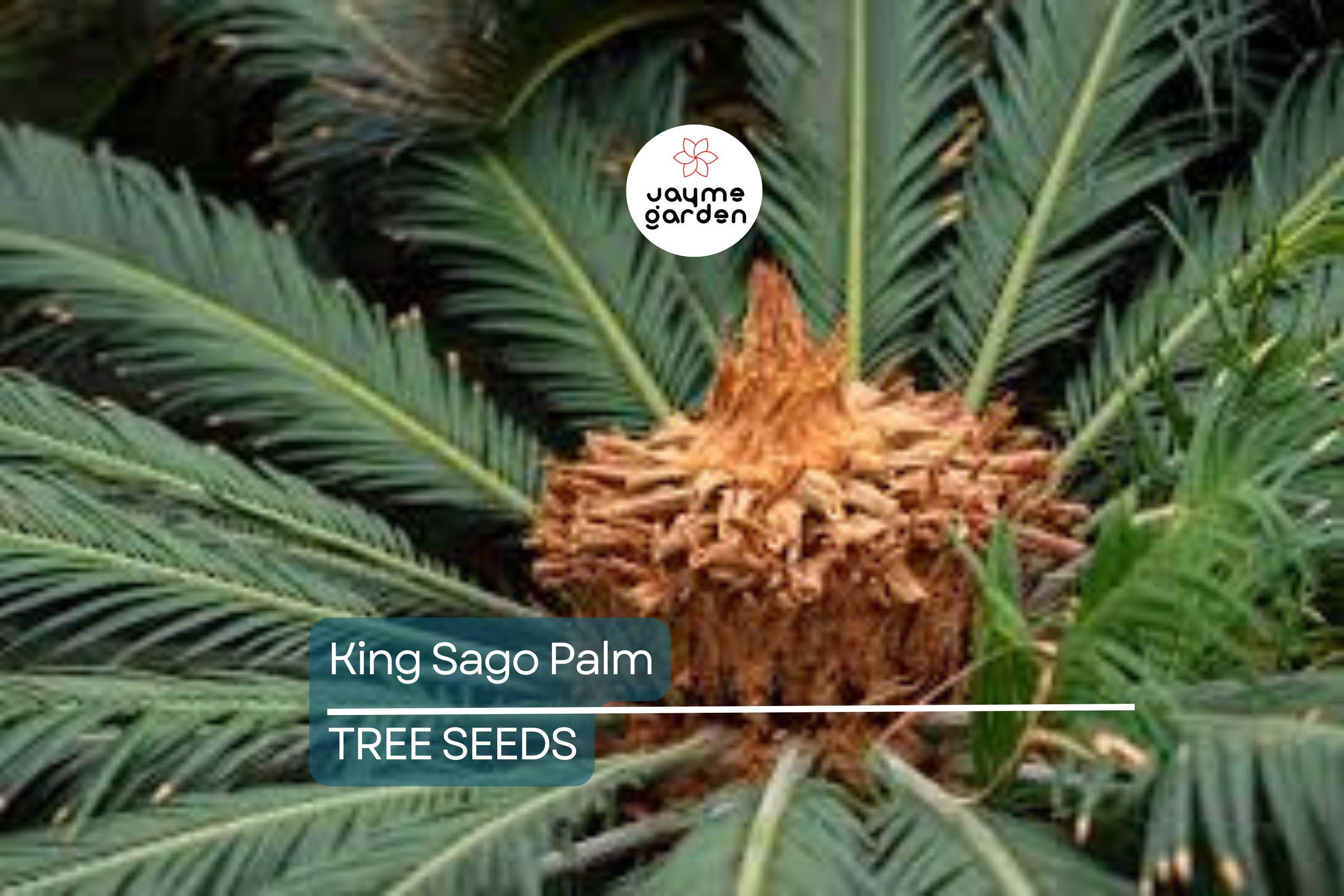 5 King Sago Palm Seeds (Cycas Revoluta) - Hardy Tropical Cycad, Slow-Growing Palm, 10-15 Ft Mature Height
