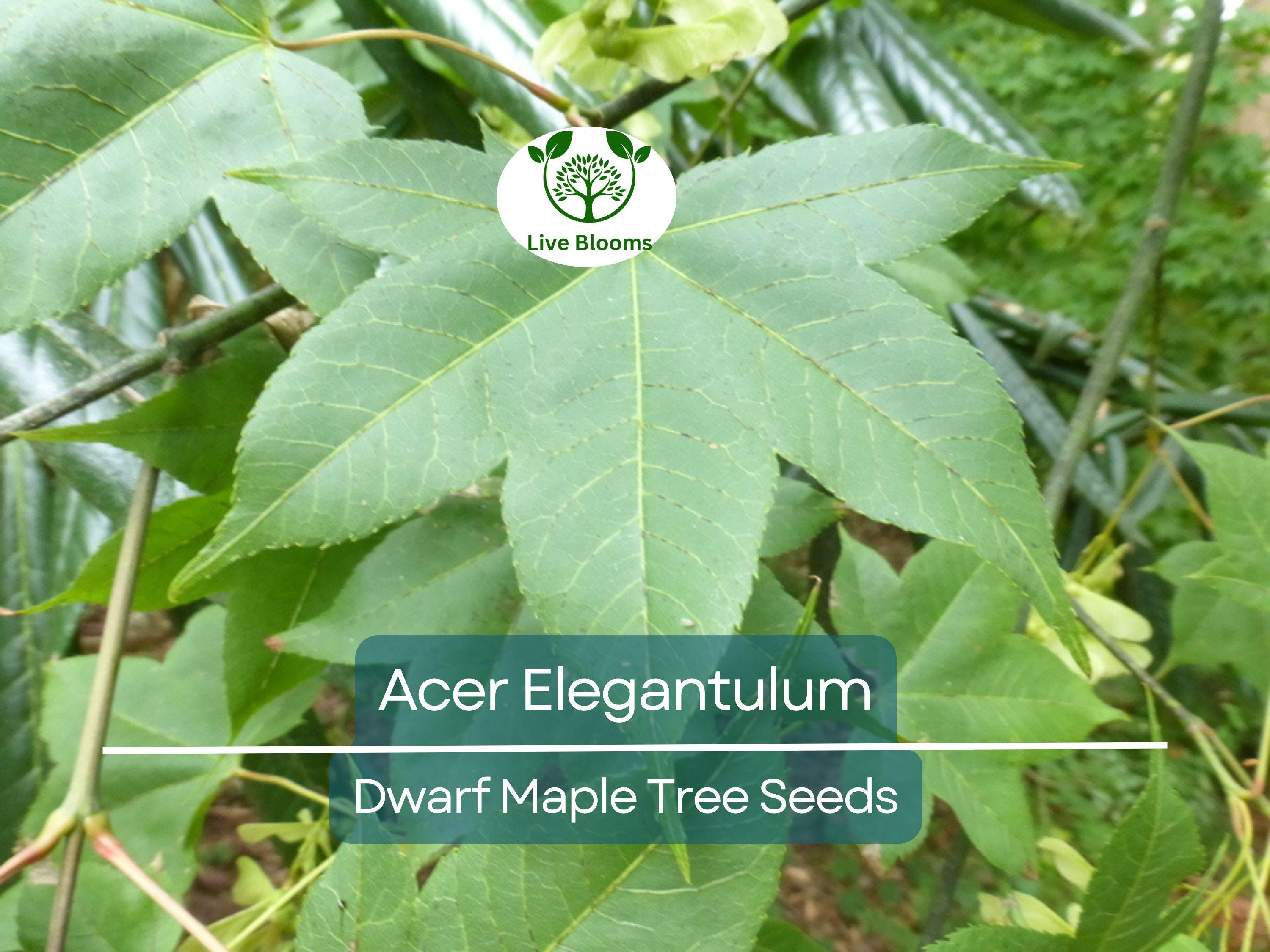 10 Seeds Acer Elegantulum (Dwarf Maple) for Planting - Beautiful Japanese Maple for Bonsai, Landscaping, & Gardens - Rare, Unique Tree Seeds