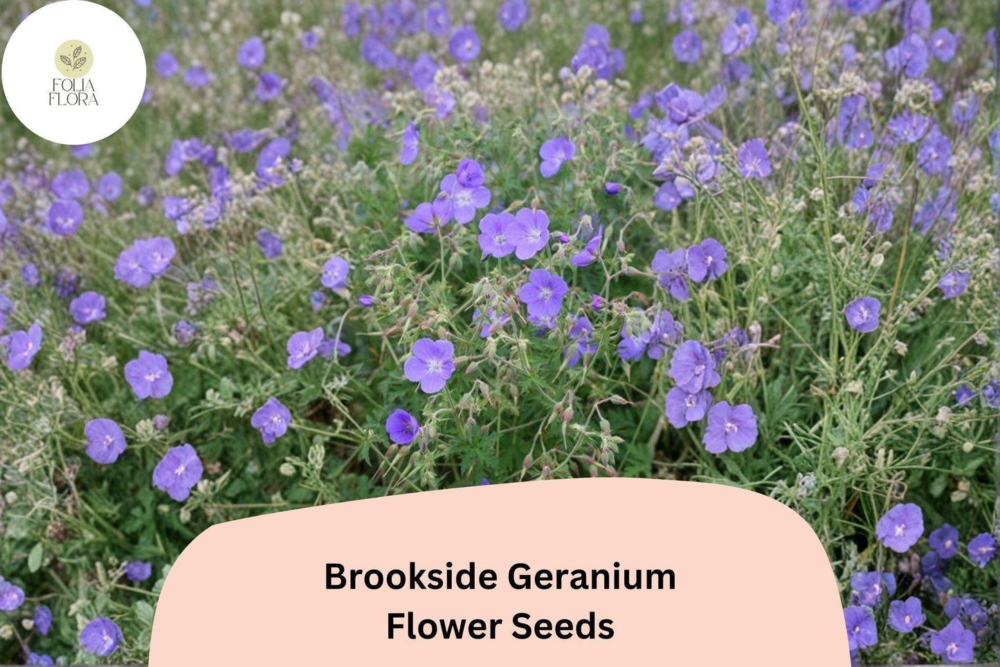 25+ Brookside Geranium Seeds | Hardy Perennial Purple Cranesbill | Long-Blooming Garden Flower