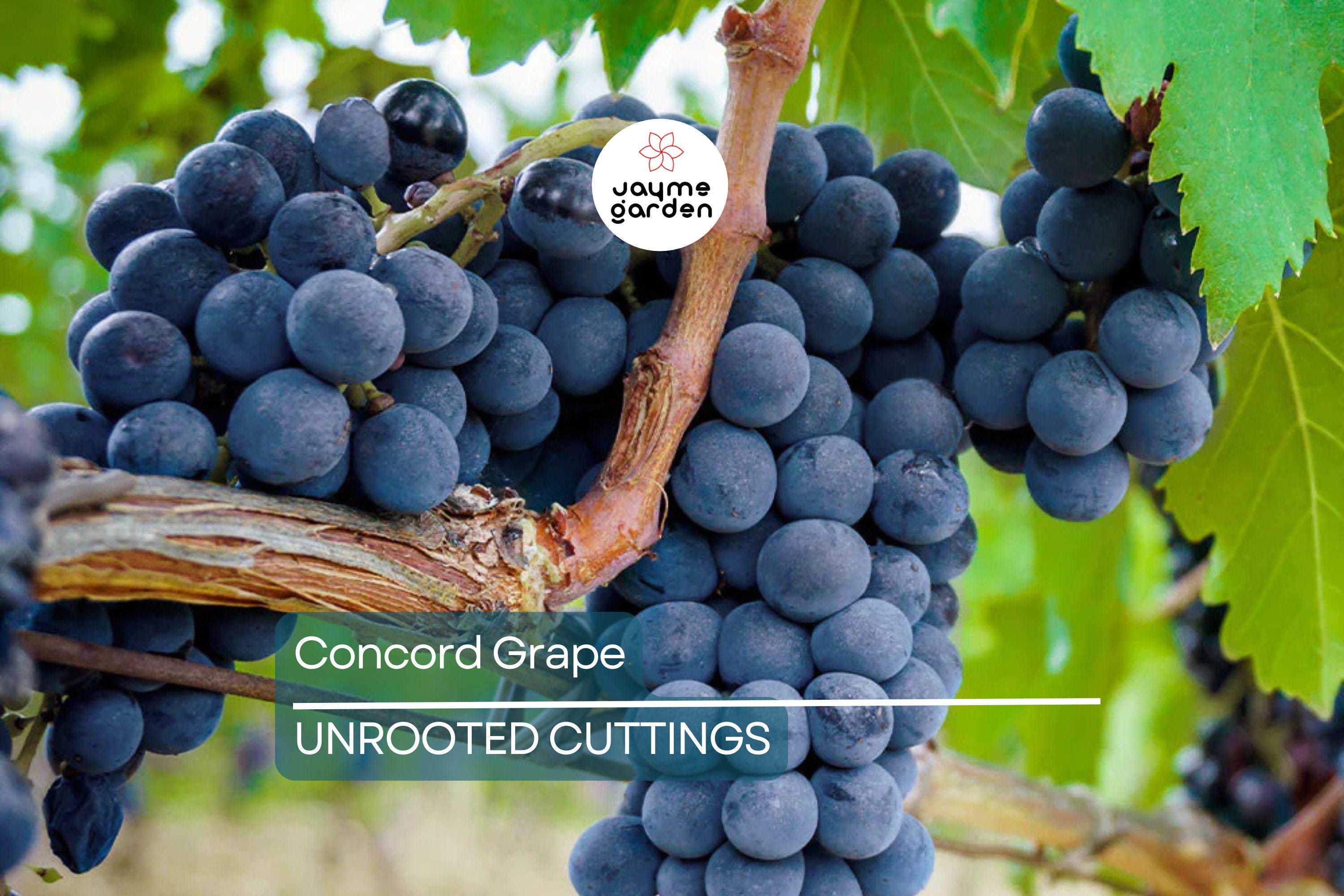Organic Concord Grape Cuttings - 12+ Hardy, Perennial Vine for Rooting, Perfect for Jam and Juice