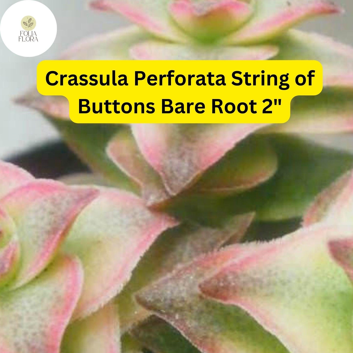Crassula Perforata ‘String of Buttons’ | 2 Live 2” Bare Root Plants | Stacked Leaves, Easy-Care Succulent, Unique Trailing Plant
