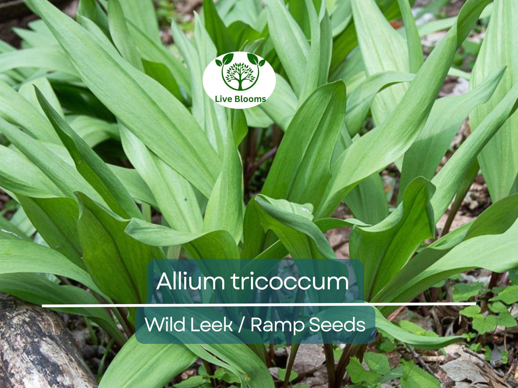 10 Seeds Wild Leek / Ramp Allium tricoccum – Heirloom, Non-GMO, Hardy, Edible Wild Plant, Perfect for Garden, Woodland, and Culinary Use