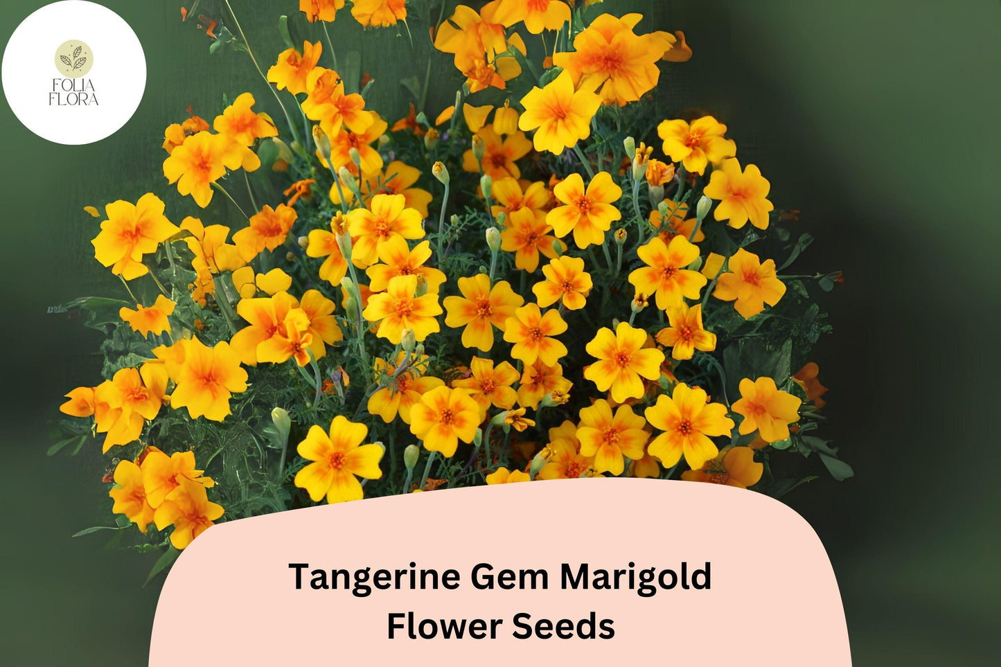 25+ Tangerine Gem Marigold Seeds | Tagetes tenuifolia | Citrus-Scented Edging Flowers | Bright Orange Blooms for Garden Planting