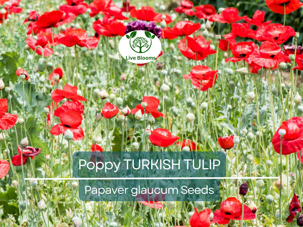 1000 Seeds Poppy TURKISH TULIP Red & Black Huge Flowers - Papaver spp. Non-GMO, Pollinator Friendly, Vibrant Garden Blooms, Spring Planting