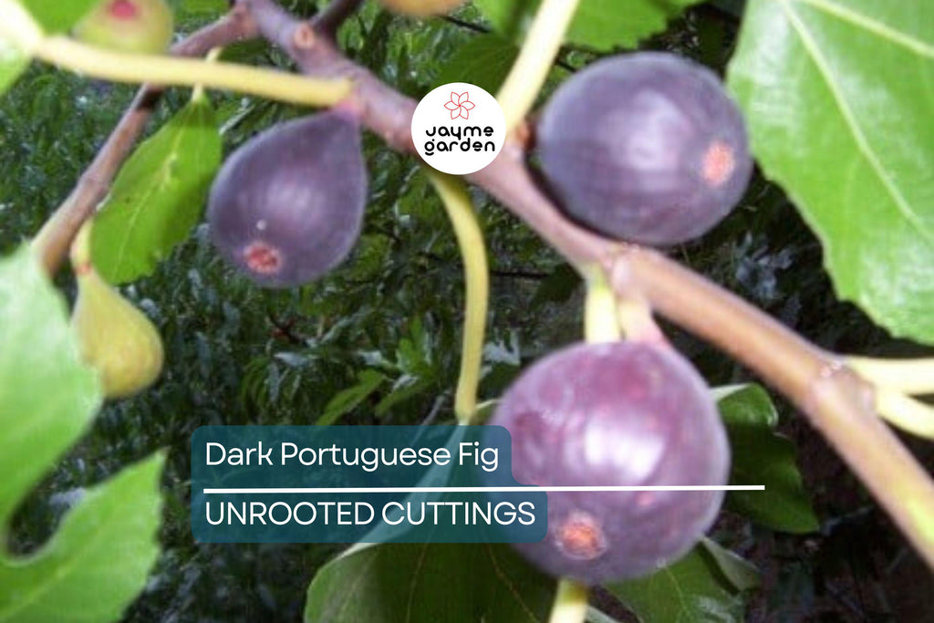 1 Dark Portuguese Fig Cutting | Fresh 6"+ Scions with 3 Nodes | Rare Live Ficus | Perfect for Rooting & Grafting