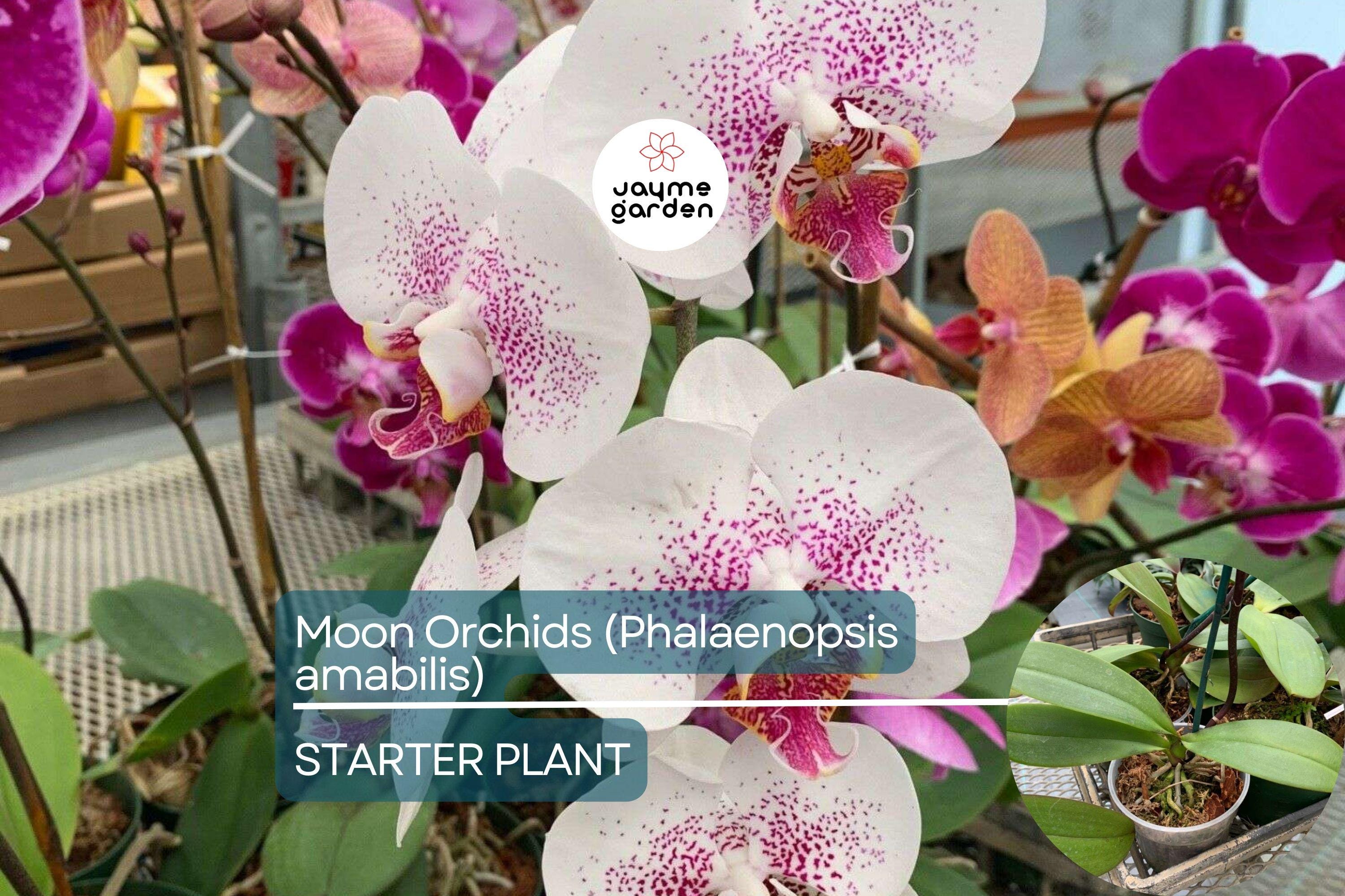 1 Moon Orchid Starter Plant - Phalaenopsis amabilis 12” | Elegant Indoor Flowering Plant