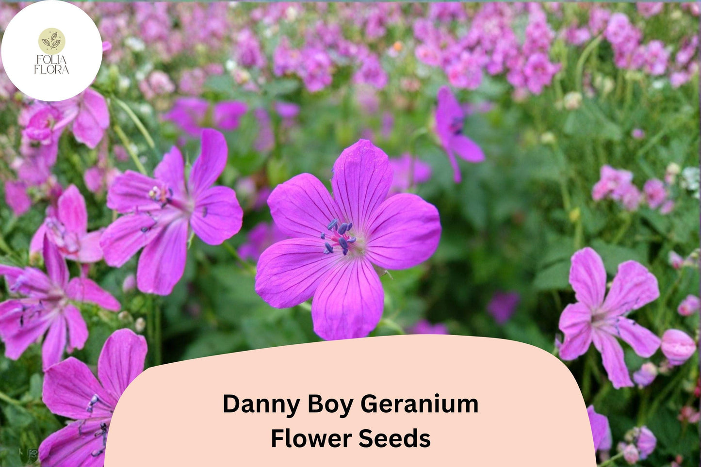25+ Danny Boy Geranium Seeds | Purple Hardy Cranesbill | Perennial Ground Cover Plant for Garden Borders