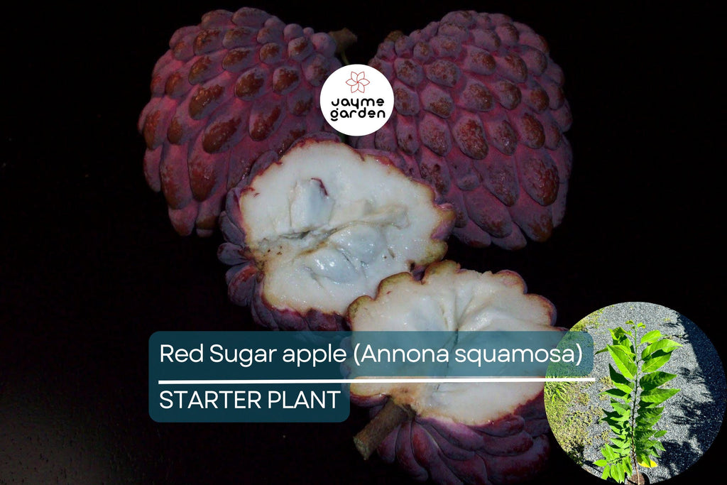 Red Sugar Apple Tree Live Fruit Tree 3-4 ft | Tropical Beauty | Flowering Soon | Sweet Exotic Fruit | Easy Care | USDA Zones 9-11