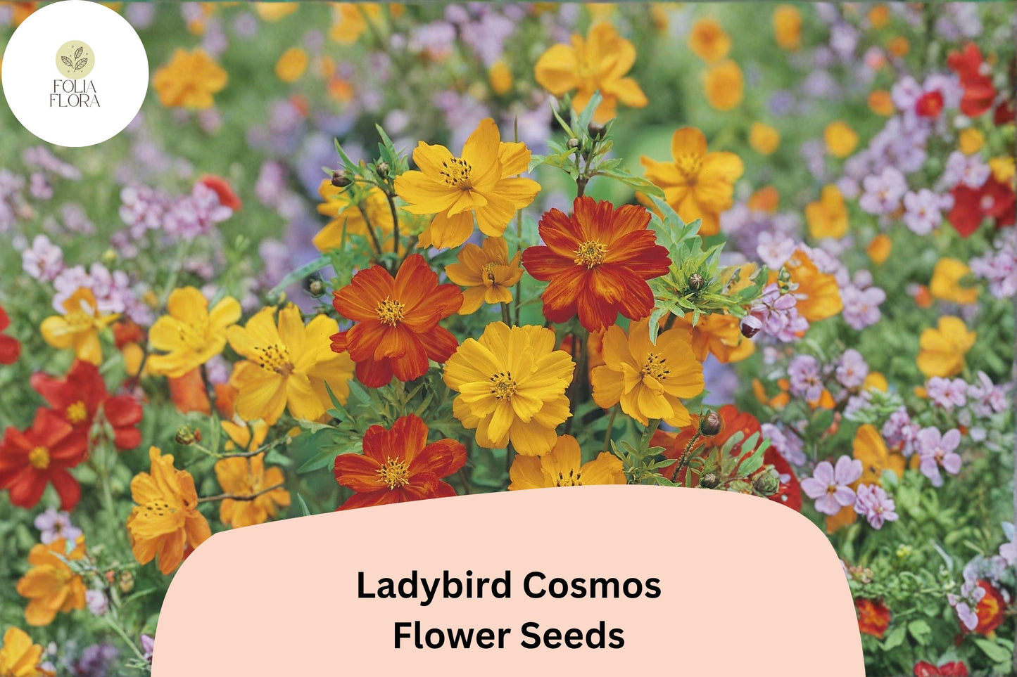 200+ Ladybird Cosmos Seeds | Cosmos Sulphureus Bright Orange Red Mix | Compact Garden Flower Seeds