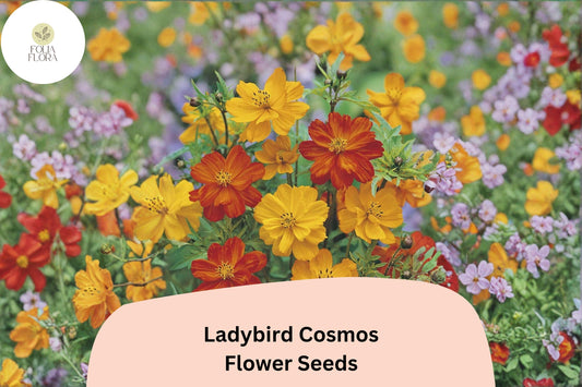 200+ Ladybird Cosmos Seeds | Cosmos Sulphureus Bright Orange Red Mix | Compact Garden Flower Seeds