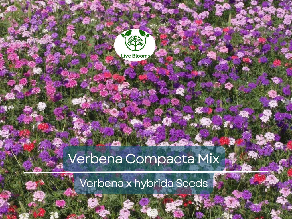 200 Seeds Verbena Compacta Mix Dwarf Groundcover Perennial - Non-GMO, Bee-Friendly, Ideal for Gardens & Landscapes (Verbena x hybrida)