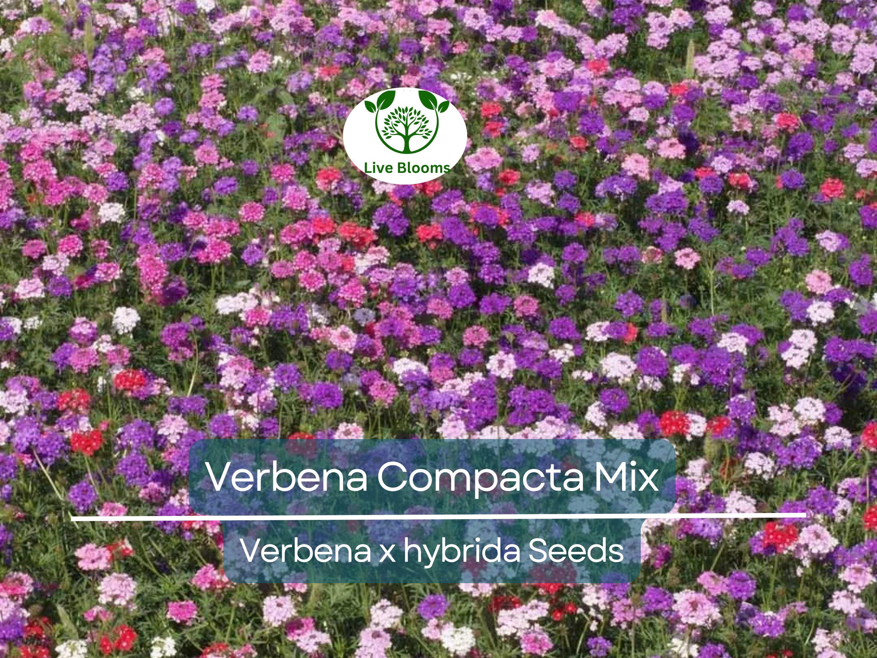 200 Seeds Verbena Compacta Mix Dwarf Groundcover Perennial - Non-GMO, Bee-Friendly, Ideal for Gardens & Landscapes (Verbena x hybrida)