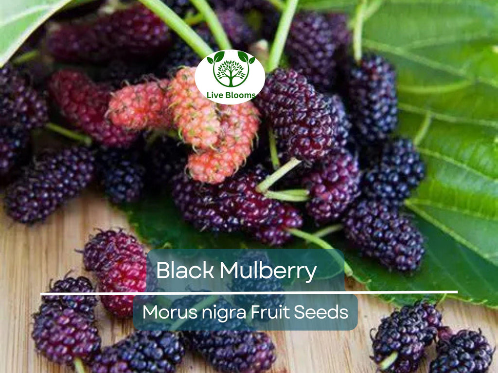 50 Black Mulberry Tree Seeds (Morus nigra), Sweet Edible Fruits, Hardy Tree, Fast Growing, Backyard Fruit, Garden Starter, Mulberry Bush