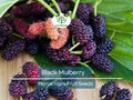 50 Black Mulberry Tree Seeds (Morus nigra), Sweet Edible Fruits, Hardy Tree, Fast Growing, Backyard Fruit, Garden Starter, Mulberry Bush