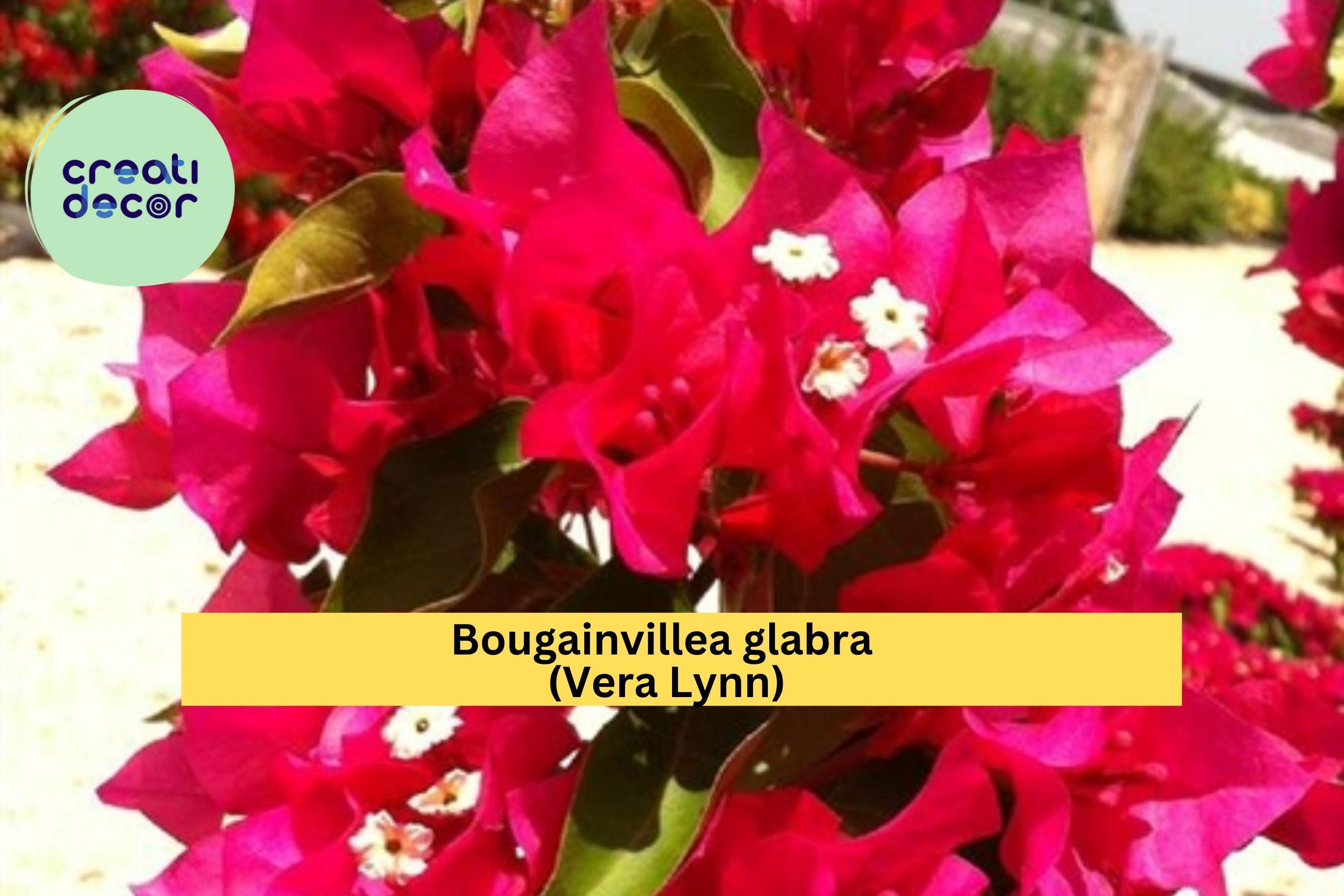 Vera Lynn Bougainvillea – Live Small Rooted Starter Plug Plant, Very Rare & Hard to Find Tropical Flowering Vine, Purple-Pink Bracts