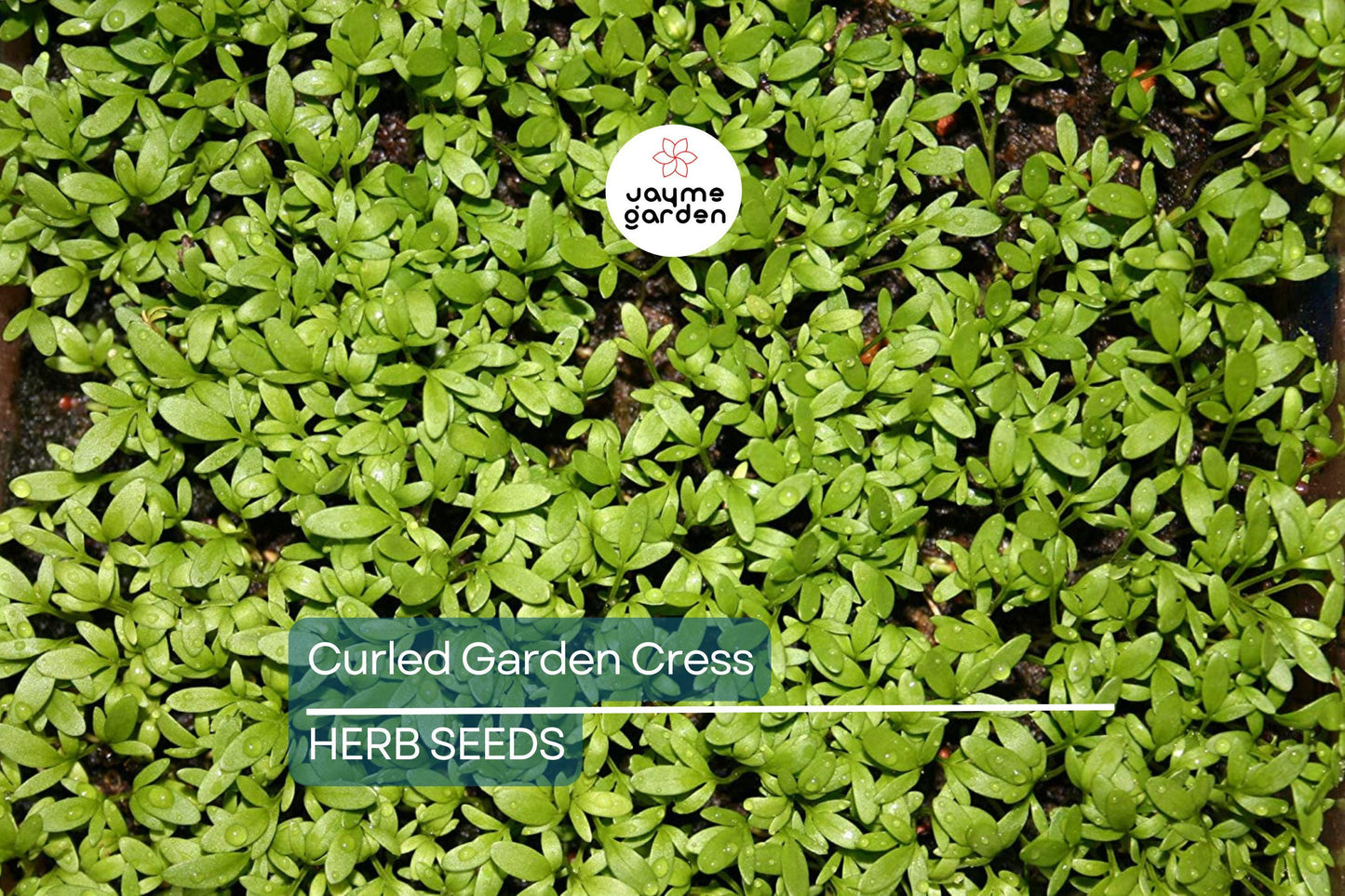 5000 Curled Garden Cress Seeds – Heirloom, Non-GMO, Fast-Growing Herb | USA Seller