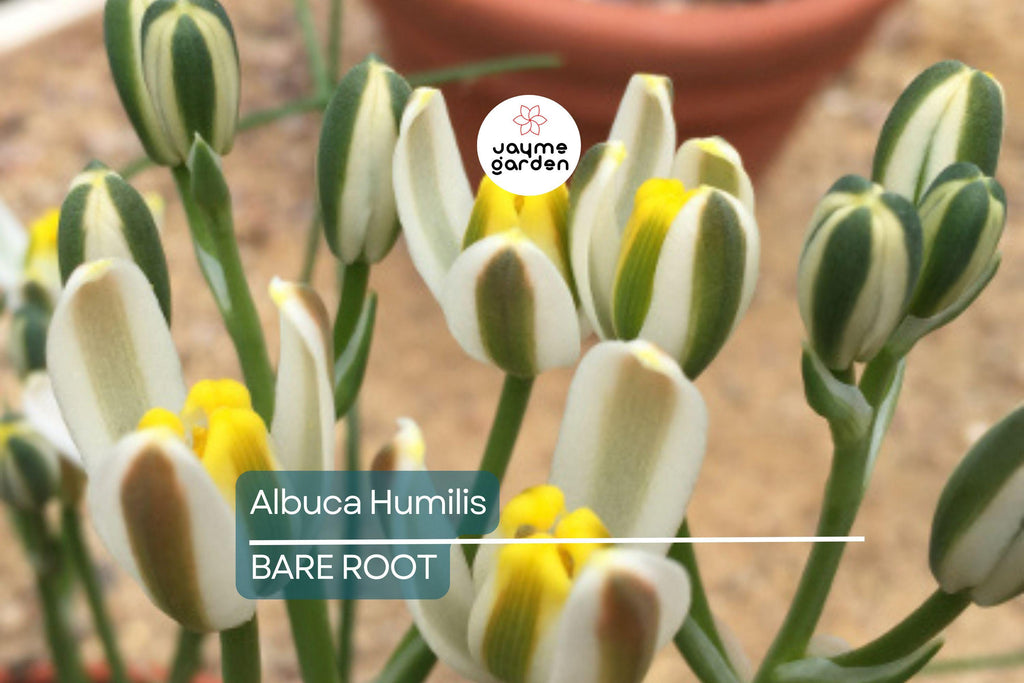 Albuca Humilis Live Plant Bulbs, 5 Pack, Unique Green-White Succulent, Moon Garden Gift, Drought-Tolerant, Easy-Care Rhizome Plant
