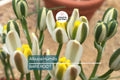 Albuca Humilis Live Plant Bulbs, 5 Pack, Unique Green-White Succulent, Moon Garden Gift, Drought-Tolerant, Easy-Care Rhizome Plant