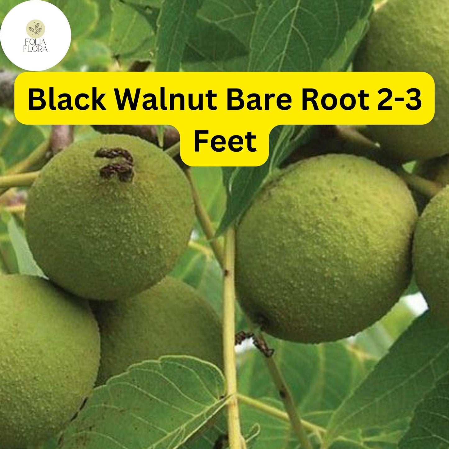 1 Juglans nigra Black Walnut Tree - Live Bare Root Plant 2-3 Feet for Zones 4-9