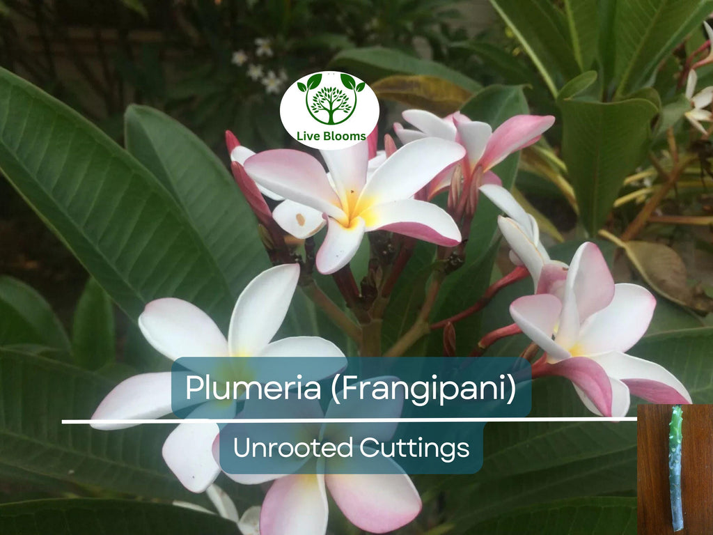1 Plumeria Unrooted Cutting 10"-11" Frangipani | Tropical Flowering Plant for Garden, Exotic Plumeria Rubra, Fragrant White & Pink Blooms